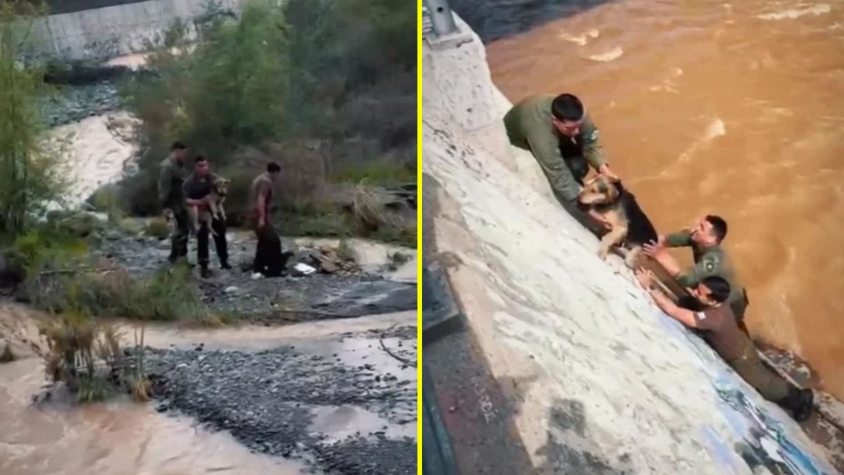 Video: Carabineros rescata a perrito que estaba atrapado en un islote del río Mapocho
