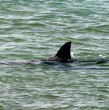 Un tiburón fue avistado en la bahía de Hanga Roa, en Isla de Pascua. La Delegación Presidencial Provincial de Isla de Pascua pidió evitar el ingreso al mar y adoptar medidas de resguardo.