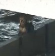 El sistema frontal provocó un importante aumento del caudal del río Mapocho. Equipos de Bomberos y la Municipalidad de Santiago desplegaron un operativo para rescatar a dos perritos que permanecían en el cauce.