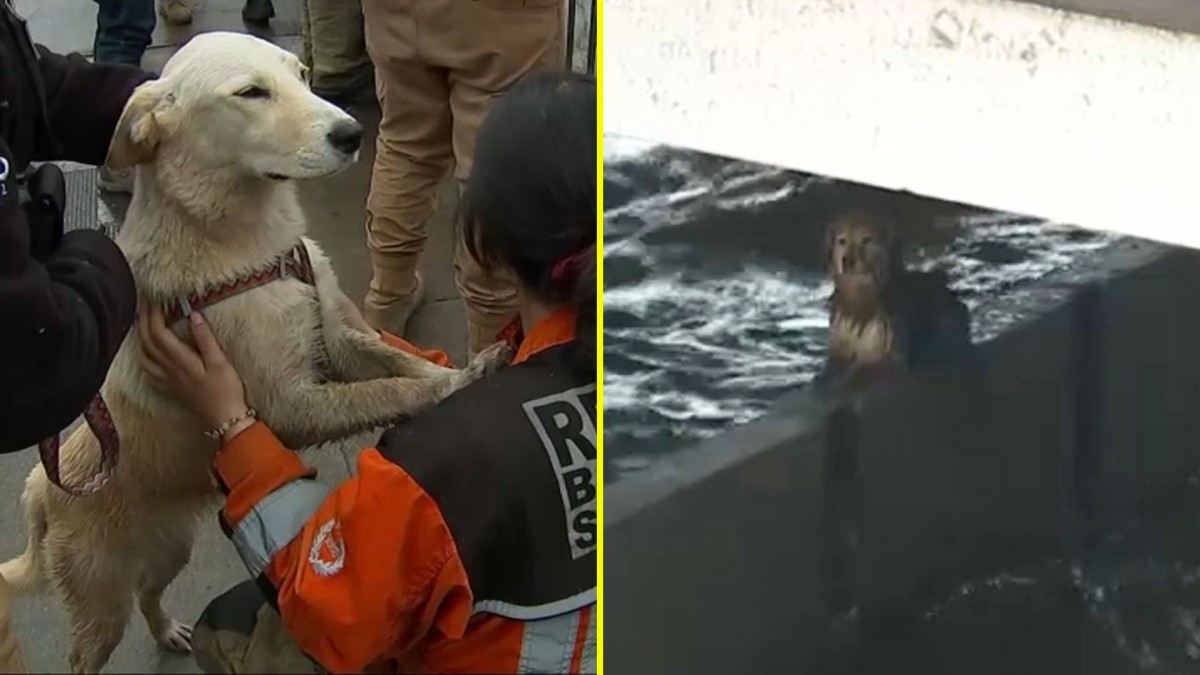 Realizan difícil rescate de perros en medio del aumento del caudal del río Mapocho debido a las lluvias
