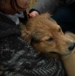 El sistema frontal provocó un importante aumento del caudal del río Mapocho. Equipos de Bomberos y la Municipalidad de Santiago desplegaron un operativo para rescatar a dos perritos que permanecían en el cauce.