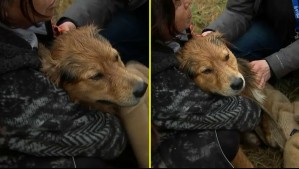 Morocho ya está a salvo: Realizan difícil rescate de perros por aumento del caudal del río Mapocho debido a las lluvias