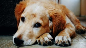 'No son objetos, son familia': Proyecto busca endurecer penas por robo de mascotas