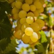 Un pisco chileno elaborado en la región de Coquimbo fue el único a nivel nacional en ser doblemente galardonado con medallas de oro y plata en el prestigioso San Diego Spirits Festival 2026, desarrollado en California, Estados Unidos. ¡Detalles!