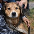El perro que se hizo conocido tras ser rescatado del río Mapocho ya tiene una nueva casa. El municipio decidió incorporarlo a la Dirección de Seguridad, luego de que funcionarios manifestaran su intención de quedarse con él.