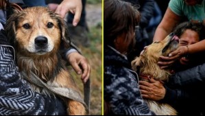 Morocho ya tiene hogar: El perro rescatado del Mapocho fue adoptado y tendrá nuevo rol en Santiago