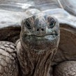 Conoce detalles sobre el atolón que hoy en día tiene más tortugas que habitantes. En total, alberga una colonia de 183.000 ejemplares, mientras que el territorio tiene una cantidad estimada de 135.000 personas.