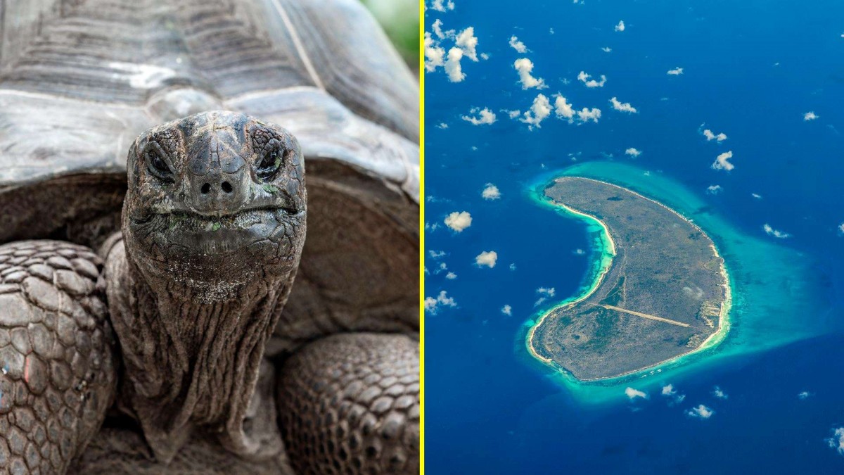 El territorio que hoy en día tiene más tortugas que habitantes: Alberga una colonia de 183.000 ejemplares