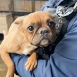 Detectives de la PDI de Lampa rescataron a cuatro perros que se encontraban en condiciones de abandono y presunto maltrato al interior de un inmueble de la comuna, que habría funcionado como un criadero clandestino.