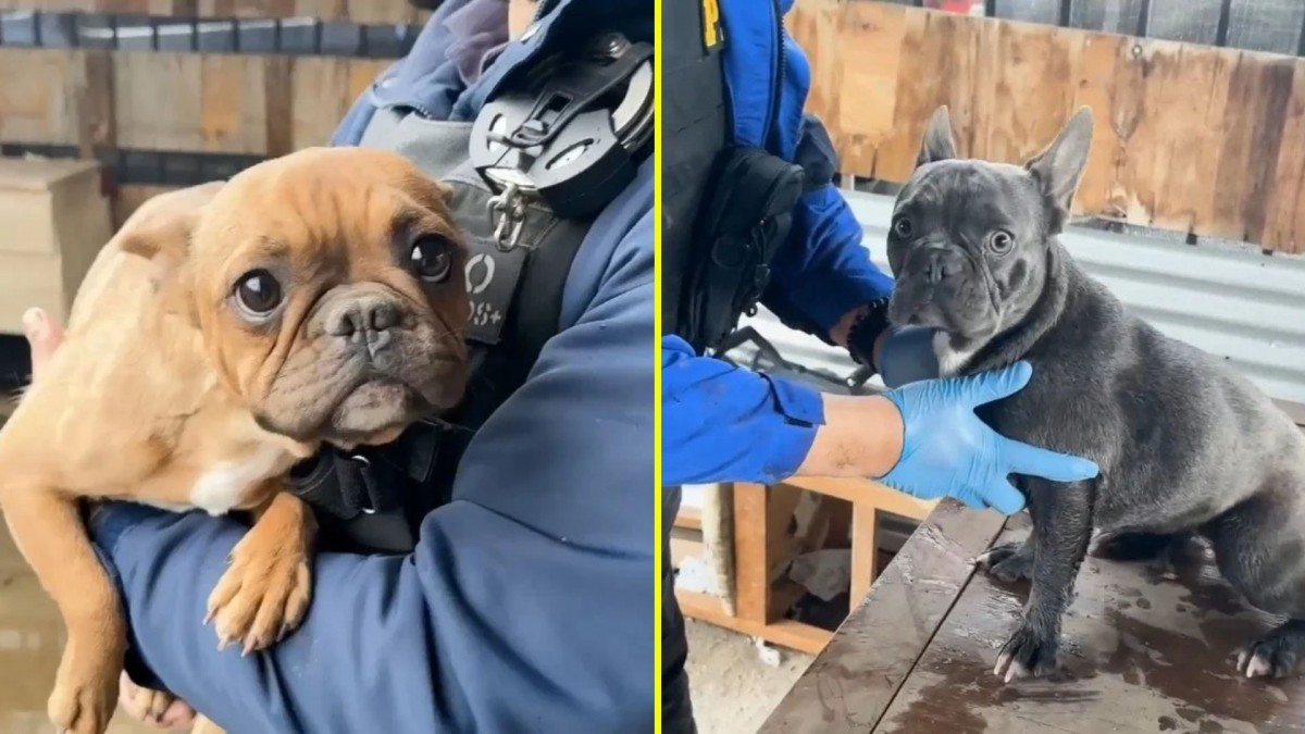 PDI rescata a cuatro perros abandonados hace más de dos meses en presunto criadero clandestino en Lampa