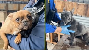 PDI rescata a cuatro perros abandonados hace más de dos meses en presunto criadero clandestino en Lampa