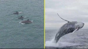 Avistamientos de ballenas, orcas y delfines sorprenden en las costas de Chile