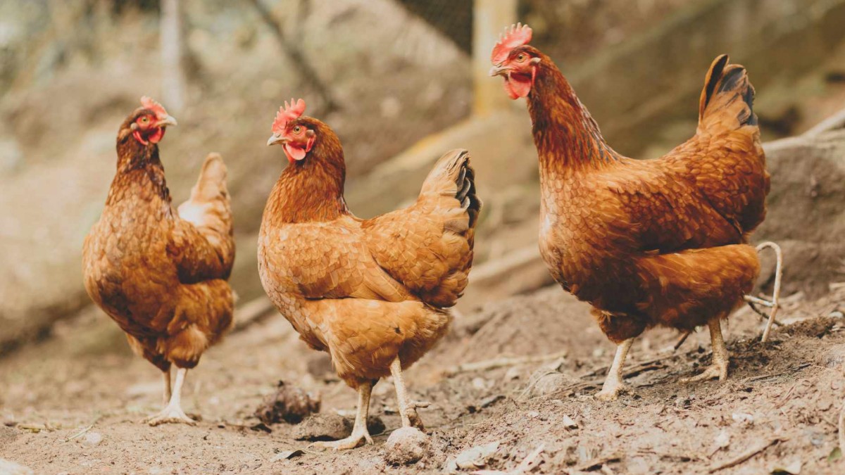 Hombre muere baleado por dueño de casa tras intentar robarle una gallina en La Serena