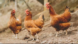 Hombre muere baleado por dueño de casa tras intentar robarle una gallina en La Serena