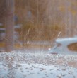 Durante la tarde de este martes, usuarios de redes sociales han reportado la caída de granizos en varios sectores del sector oriente de Santiago, los que estuvieron acompañados por truenos y chubascos.