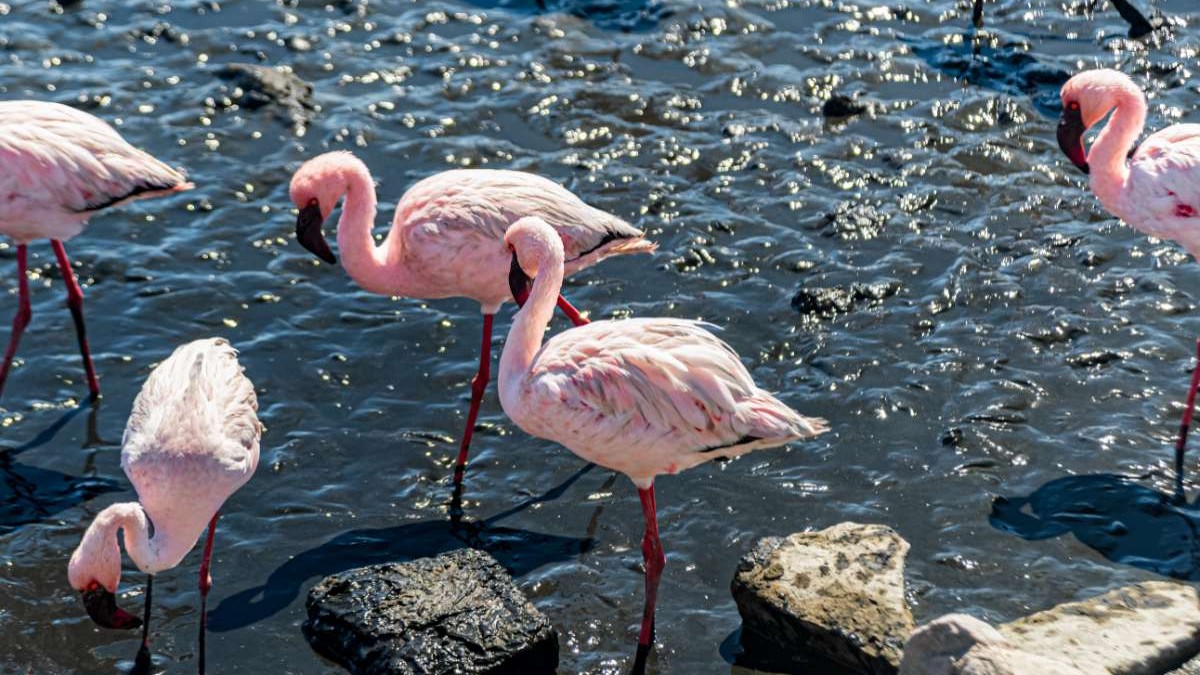 Más de 1.500 huevos de flamenco quedaron abandonados en la región de Atacama: 975 crías lograron volar un año después