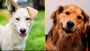 Morocho y Lulú podrían ser adoptados