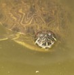 Unas 50 tortugas acuáticas fueron sustraídas desde el Bioparque del Museo de Historia Natural de San Antonio, luego de que desconocidos vandalizaran uno de los cercos del recinto para ingresar y llevarse los ejemplares.