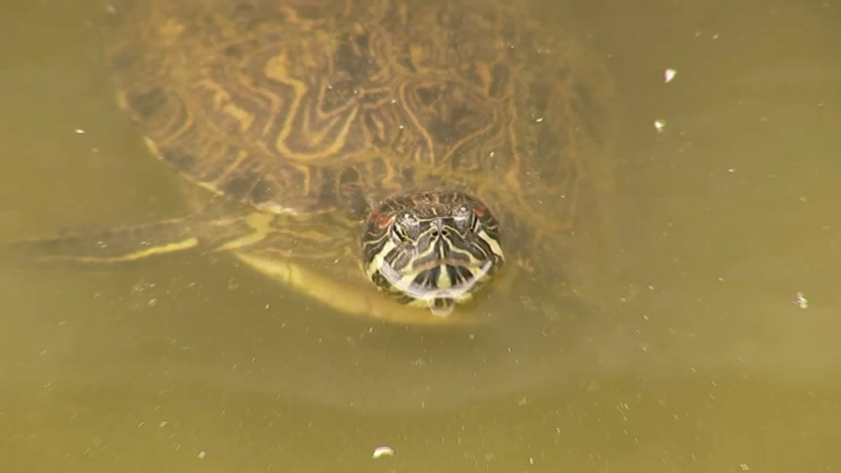 Roban 50 tortugas acuáticas desde Bioparque de San Antonio: Advierten posible venta en el mercado negro