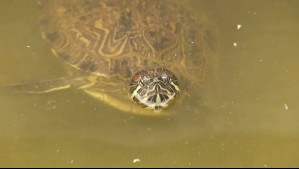Roban 50 tortugas acuáticas desde Bioparque de San Antonio: Advierten posible venta en el mercado negro