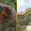 Un árbol cayó durante en avenida del Mar, en el sector Puertas del Mar, en La Serena, debido a las condiciones de viento que afectan a la zona en medio del sistema frontal.