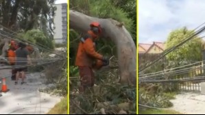 Árbol cae en La Serena por fuertes vientos: Bomberos y municipio trabajan en el lugar
