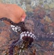 Conoce la historia de Eduardo Mondaca, un buzo de apnea de 34 años que ha cautivado a las redes sociales con su historia de amistad con un pulpo de Iquique al que bautizó como Pol. ¡Detalles!