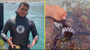 'Estoy muy encariñado': Buzo cautiva a las redes sociales con su tierna historia de 'amistad' con un pulpo en Iquique