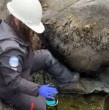 Un derrame de hidrocarburos afectó el borde costero de la playa de Papudo, en la Región de Valparaíso, luego de que se encontrara un bidón con aceite usado en el sector de los roqueríos del paseo peatonal El Conquistador.