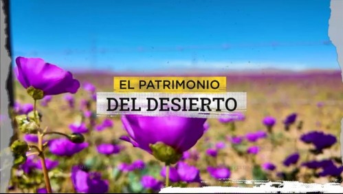 Desierto florido.