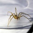 Dos jóvenes fueron afectados por mordeduras de araña de rincón en la Región de Coquimbo. Uno falleció en La Serena, mientras que el otro permanece en la UCI de Ovalle, tras sufrir una falla renal severa y compromiso hepático.