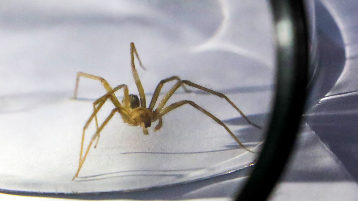 Araña de rincón en Coquimbo: Un joven murió y otro permanece grave en la UCI tras sufrir mordeduras