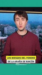 Araña de rincón en Chile: Los riesgos de su veneno y cómo prevenir su mordedura