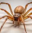 Dos jóvenes fueron afectados por mordeduras de araña de rincón en la región de Coquimbo, en casos que encendieron las alertas por las graves consecuencias que puede provocar el veneno de este arácnido. ¿Qué hacer ante una picadura de araña de rincón?