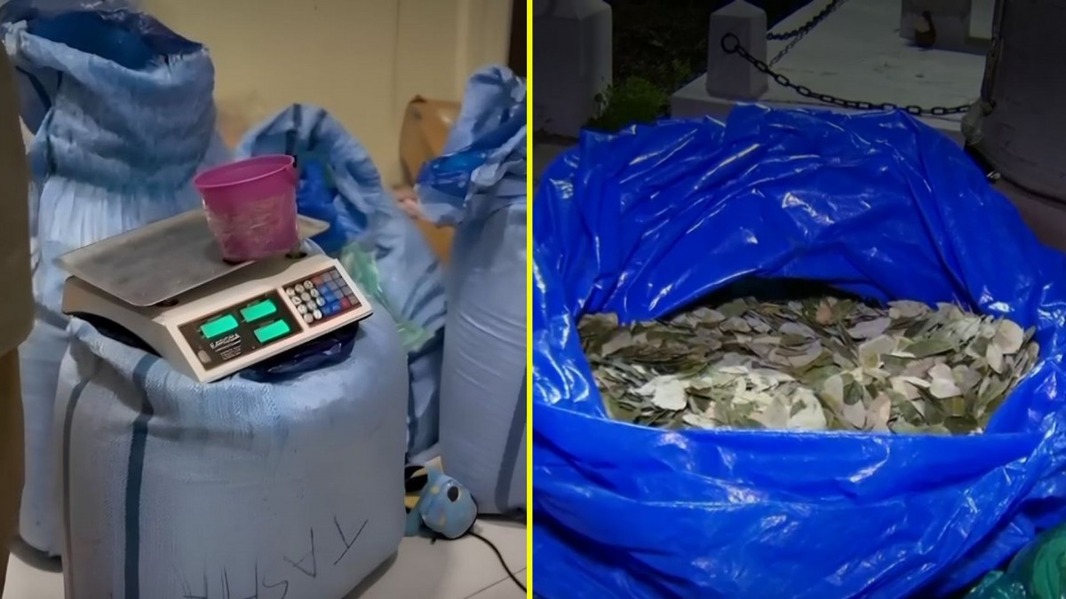 Carabineros incauta más de 100 kilos de hoja de coca: Seis ciudadanos bolivianos resultaron detenidos
