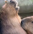 Rodney fue fotografiado en la piscina con Cali, pero quien esperaba crías era Luna, su otra hermana. El zoológico de Edimburgo presentó a los trillizos y compartió detalles de este particular enredo familiar.