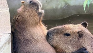 ¡Teleserie en el zoológico! Un capibara fue captado con otra roedora, pero tuvo trillizos con la hermana de ella