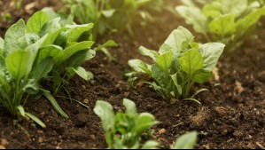 ¿Cómo afecta la contaminación en las verduras que comemos?