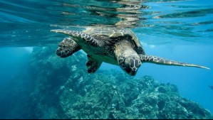 El océano absorbe más carbono de lo previsto, según un estudio