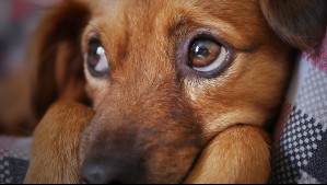 Cómo tranquilizar a tu mascota durante el show pirotécnico de Fin de Año