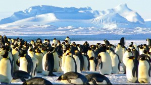 Pingüino emperador de la Antártida es amenazado por el cambio climático: Temperaturas destruyen hielo donde se reproduce