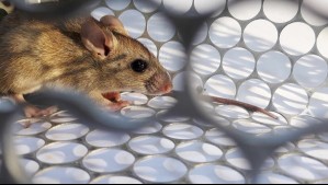 ¿Cómo evitar el contagio del hanta? La enfermedad que transmiten los ratones y que tiene presencia en Chile