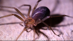 ¿Qué hacer si te muerde una araña de rincón?
