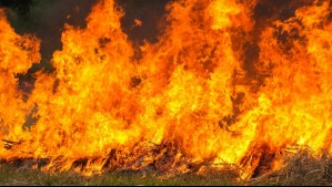 Conaf activó el 'Botón Rojo' en la zona centro y sur de Chile: ¿Qué significa esta medida?