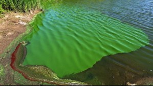 Alertan de presencia de cianobacterias en lagos de Buenos Aires: ¿Qué riesgos generan para la salud?