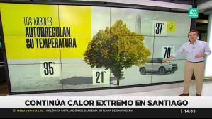 Alejandro Sepúlveda explica el impacto que tienen los árboles en la sensación térmica