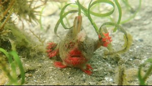 Cambio climático: Estos son los peces raros con manos que tratan de salvar científicos australianos