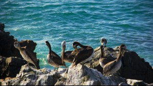 Viña del Mar con temperaturas máximas a la baja estos primeros días de marzo