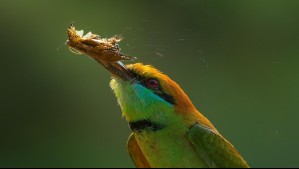 Pájaros, escarabajos e insectos podrían ayudar a reemplazar los pesticidas, revela estudio Pájaros, escarabajos e insectos podrían ayudar a reemplazar los pesticidas, revela estudio