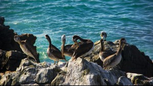 Así estará el tiempo en Viña del Mar los próximos días